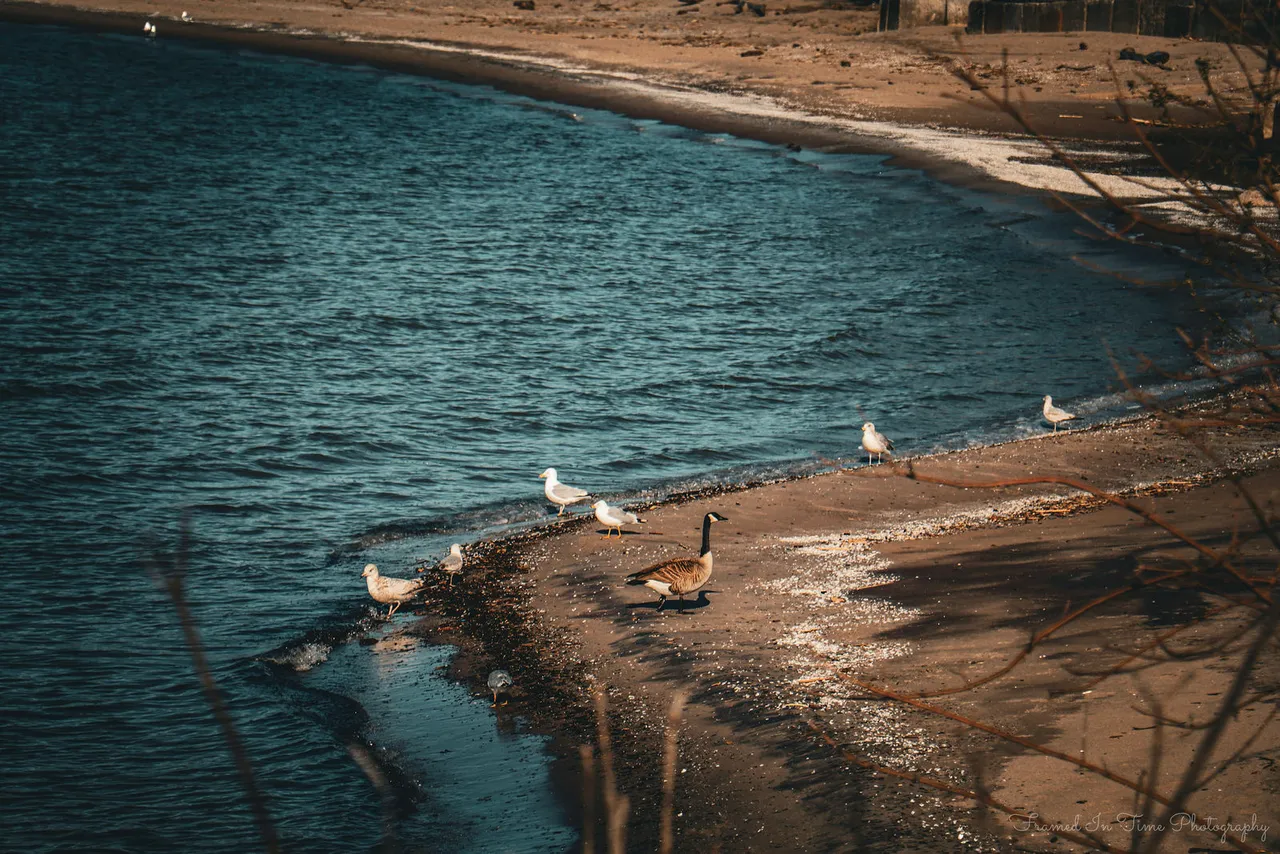 A Canada goose and a group of gulls at the water's edge on a curving beach.
